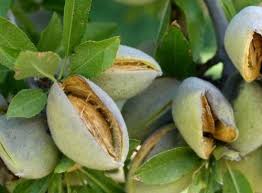 خرید ویژه بادام شاهرودی با پوست  + قیمت استثنایی