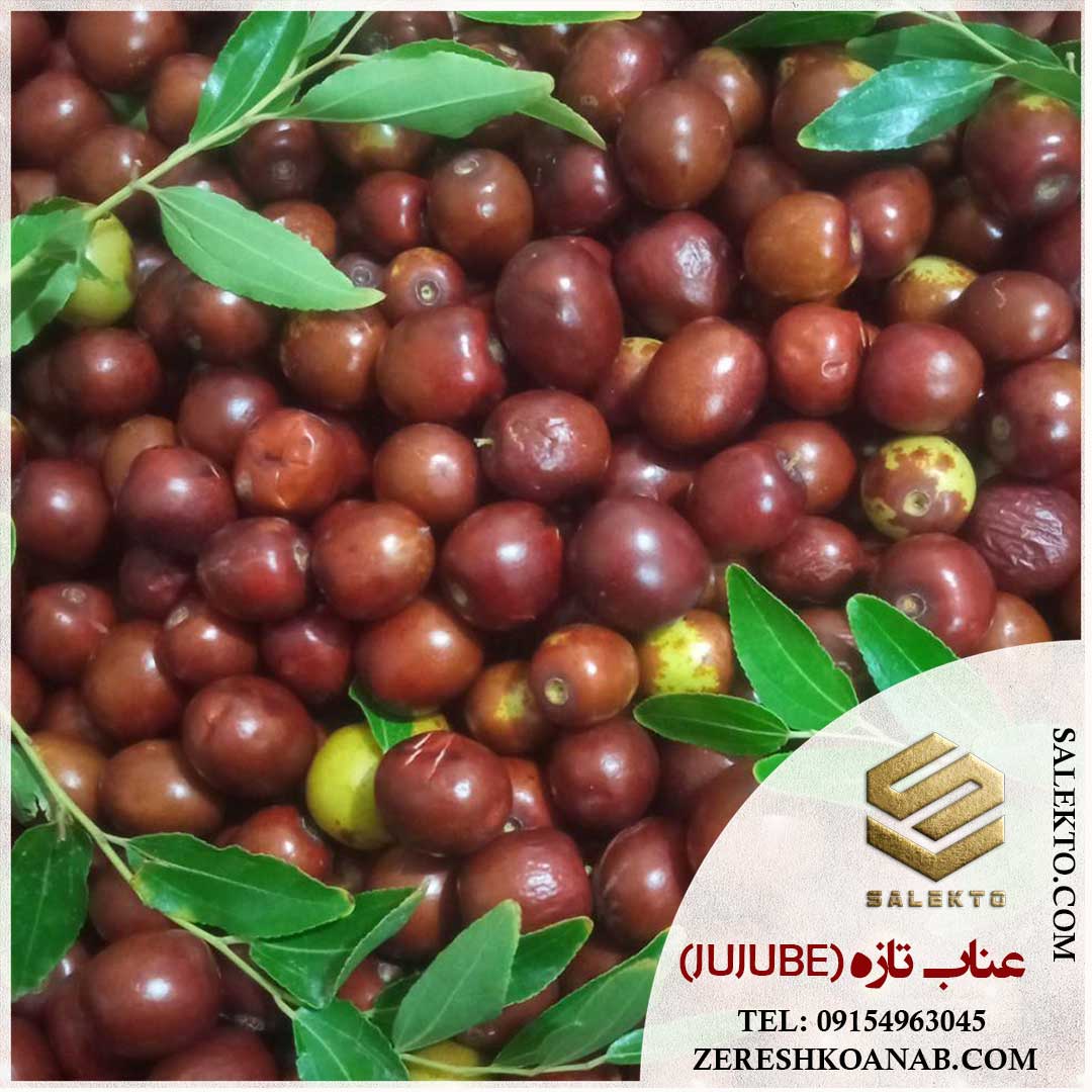 عناب تازه بیرجند با کیفیت عالی + خرید مستقیم از کشاورز و قیمت مقرون‌ به‌ صرفه