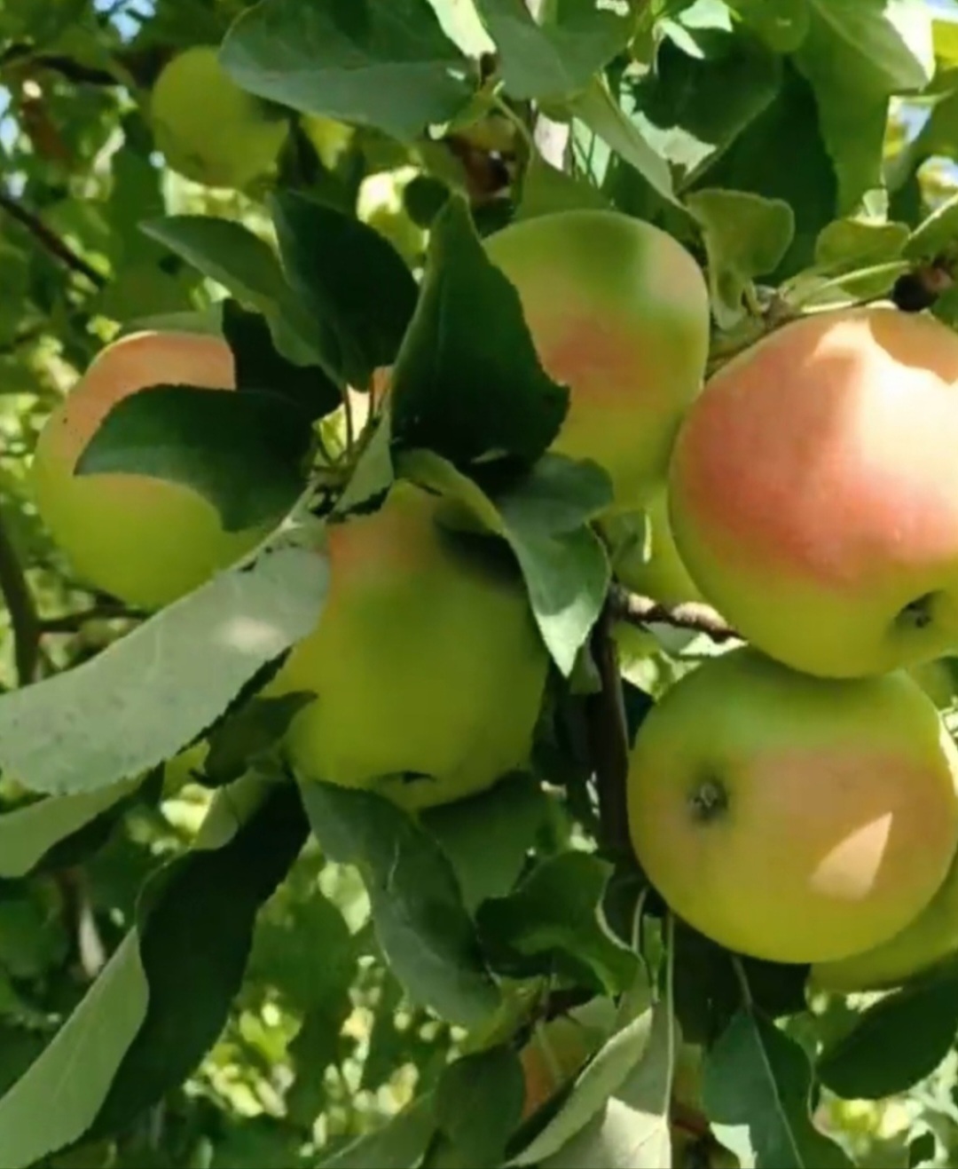 خرید و فروش سیب گلاب اصفهان عمده