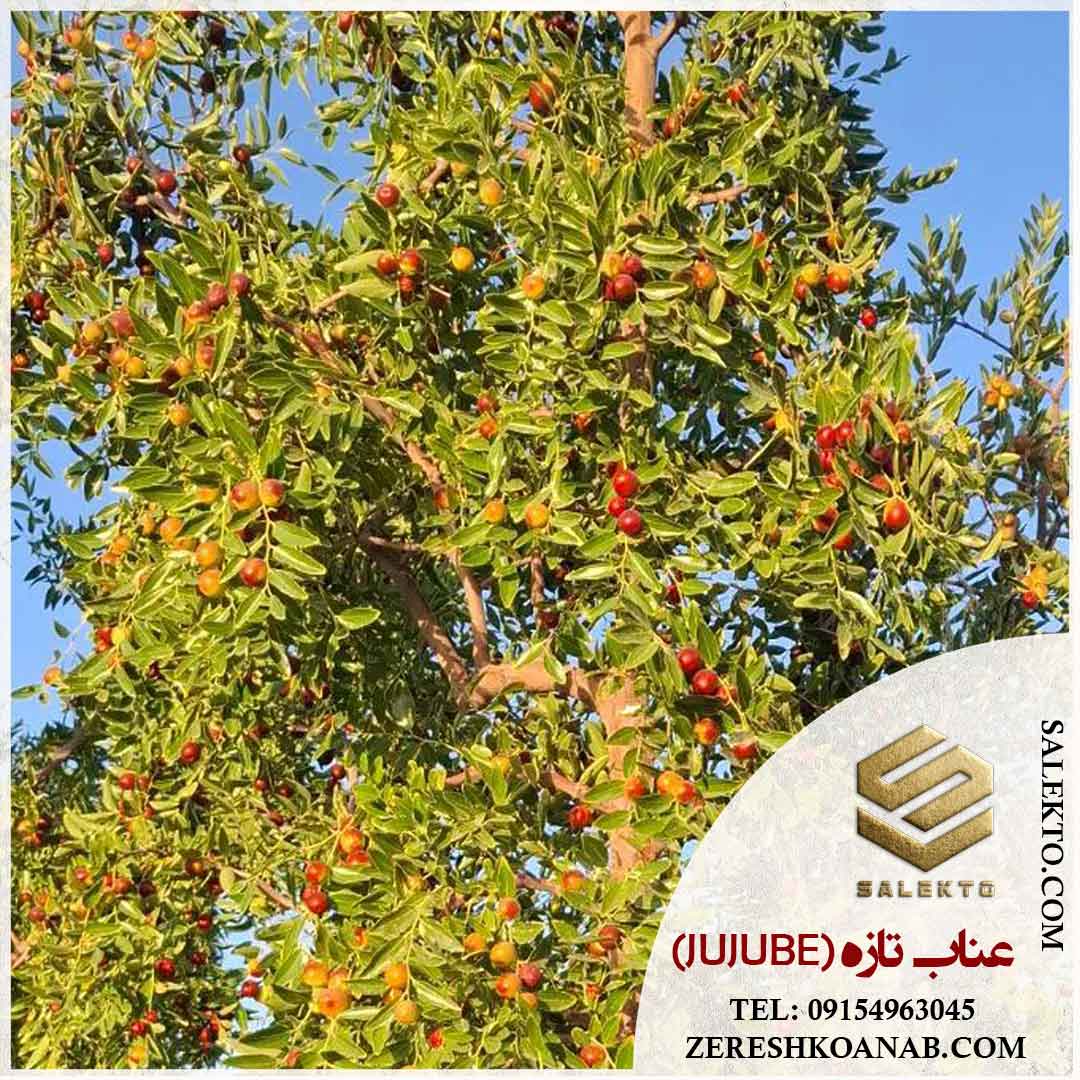 عناب تازه خراسان جنوبی با طعم تازه و عطر طبیعی + خرید ارزان و قیمت ویژه