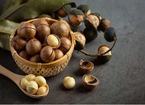 خرید فندق اشکورات + اقتصادی
