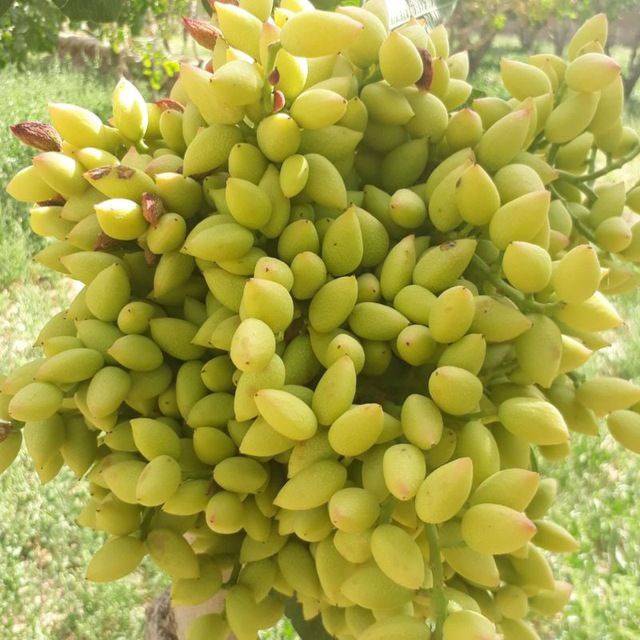 فروش پسته عمده اکبری + مستقیم از باغدار خرید به صرفه