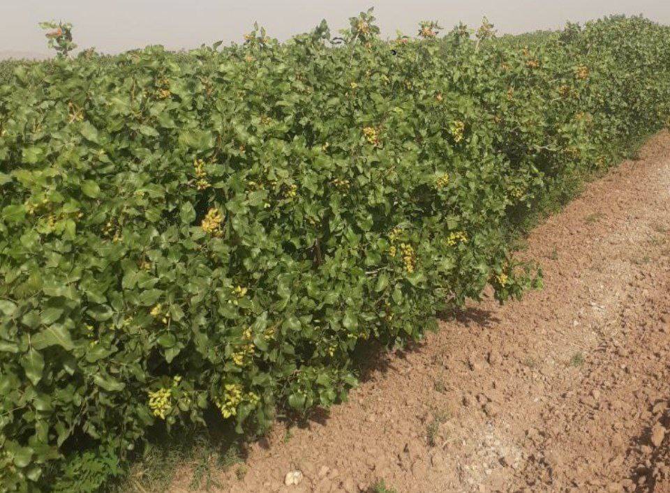 خرید عمده پسته اکبری + با کیفیت عالی