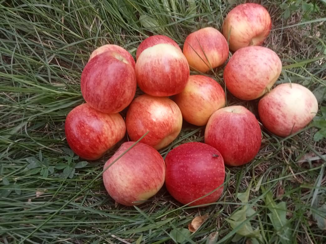 خرید سیب گالا اصفهان درجه یک