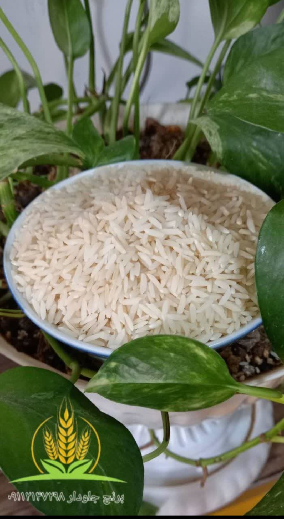 قیمت خرید برنج طارم هاشمی درجه یک و اعلا + خرید باور نکردنی