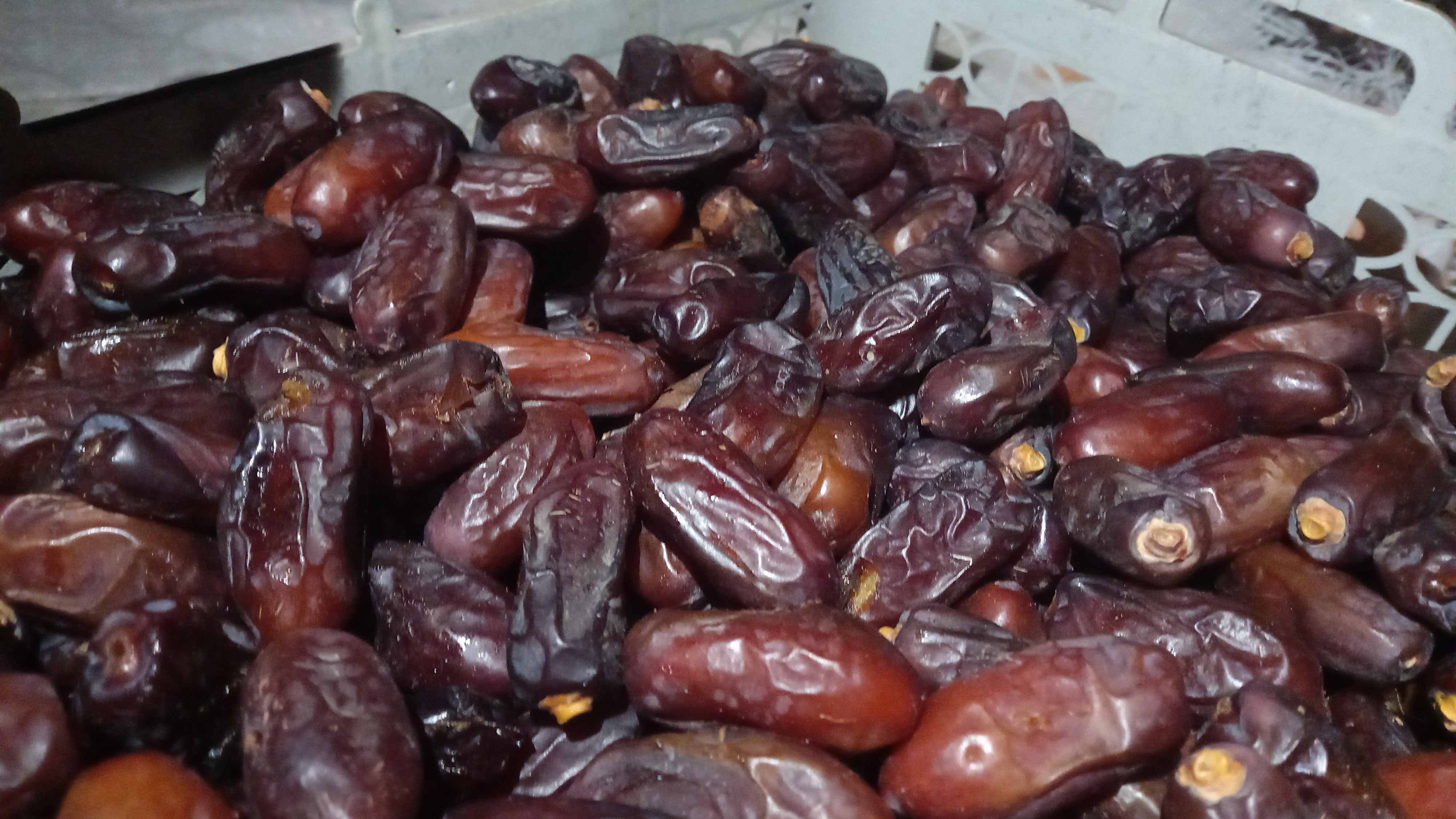 خرید و فروش‌ خرما‌ ربی درجه‌ ۱‌ ایرانشهر +‌ فروش‌ عمده