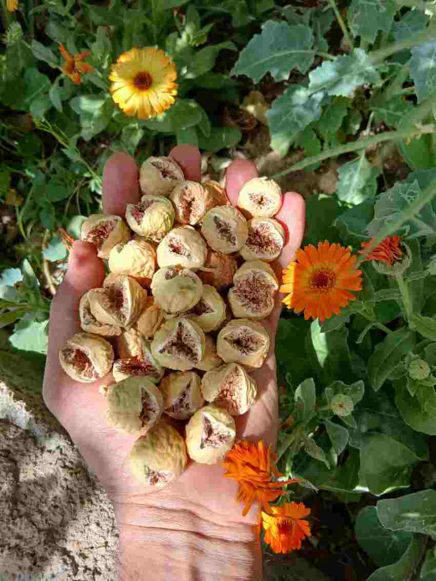 فروش ویژه انجیر خشک درشت + تحویل فوری