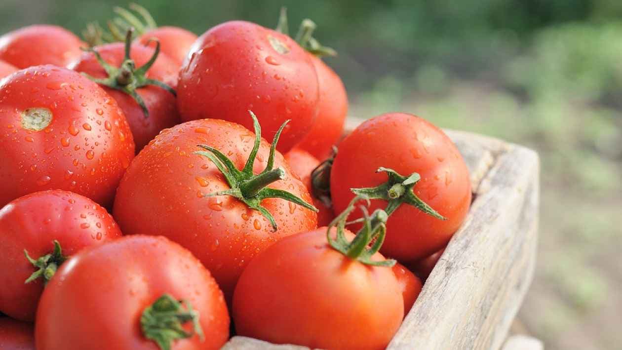 قیمت گوجه درشت و آبدار + به صرفه و ارزان