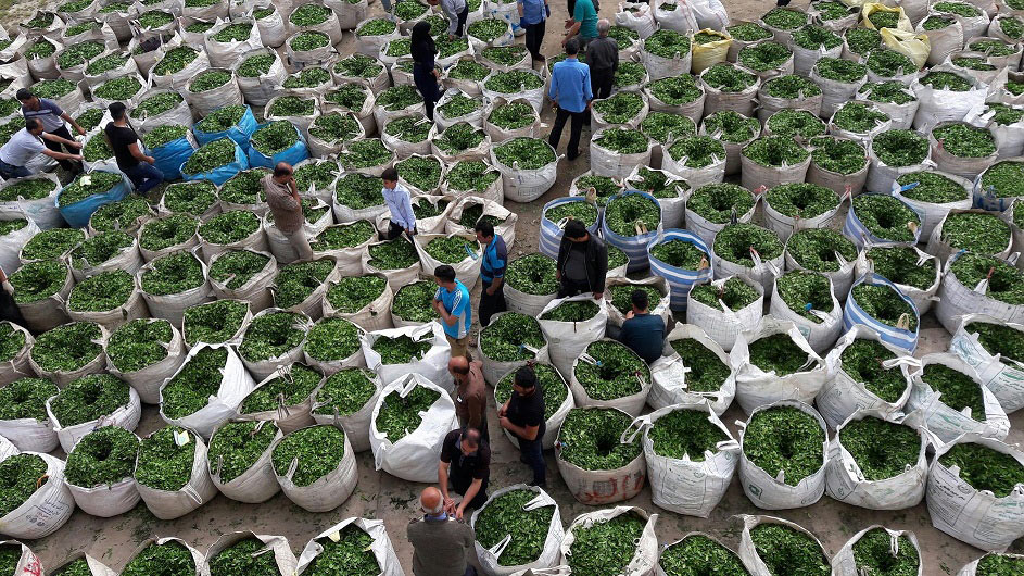 خرید چای سرگل فومن