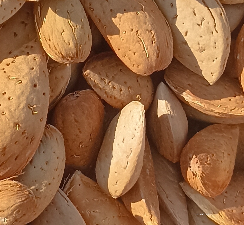 بادام‌ مرغوب‌ چهارمحال‌ و بختیاری خرید