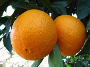 فروش ویژه پرتقال والنسیا مازندران + خرید صادراتی
