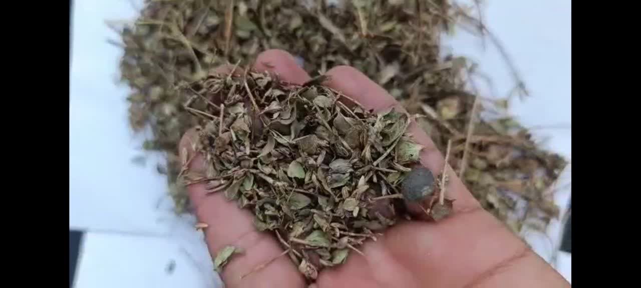 قیمت فروش عمده آویشن شیرازی سر شاخه