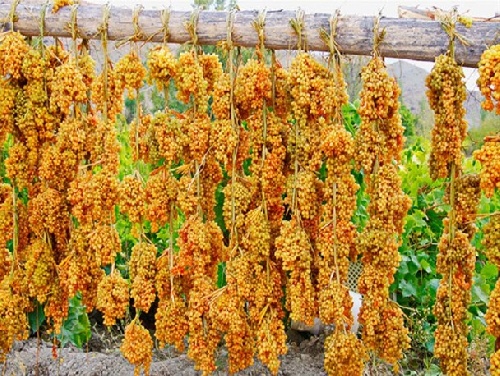 قیمت کشمش آفتابی خشک