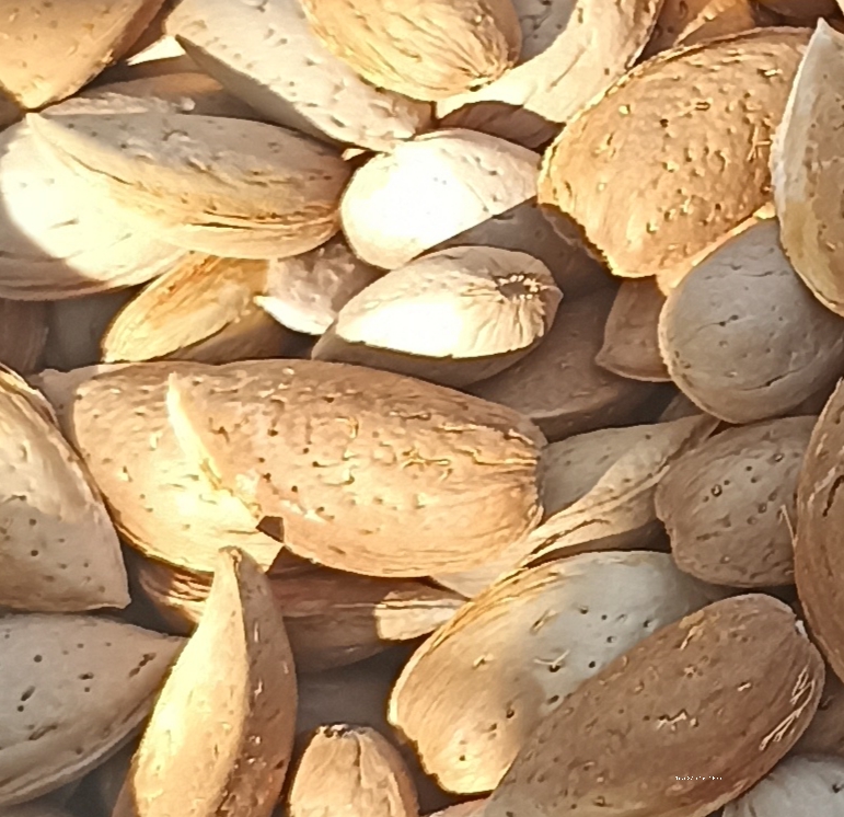 بادام‌ سنگی‌‌ چهارمحال‌ و بختیاری