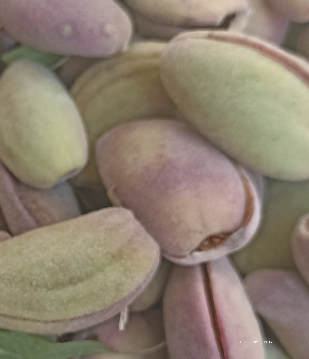 بادام‌ پوسته سبز‌ چهارمحال و بختیاری