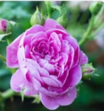 قیمت گلاب بسیار معطر صادراتی