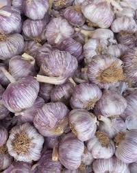 قیمت عمده سیر قرمز صادراتی
