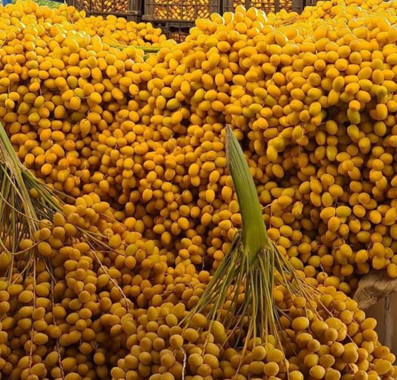 خارک برحی زرد طلایی + خرید عمده واقعی