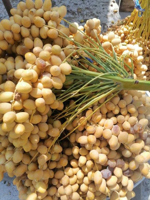قیمت خرید خارک برحی خوزستان + قیمت ویژه