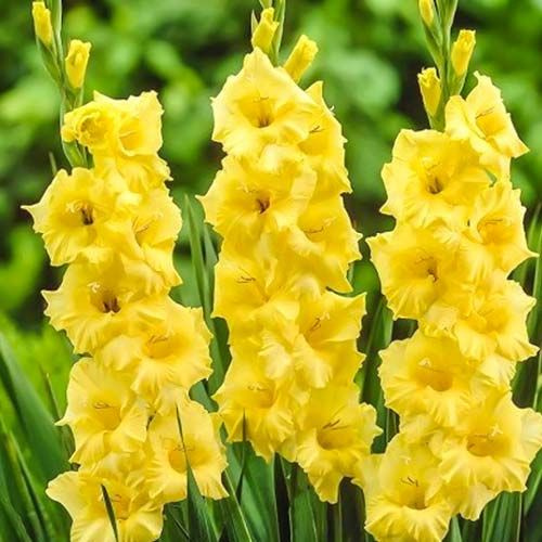 فروش عمده و صادرات محور گل شاخه بریده گلایل زرد
