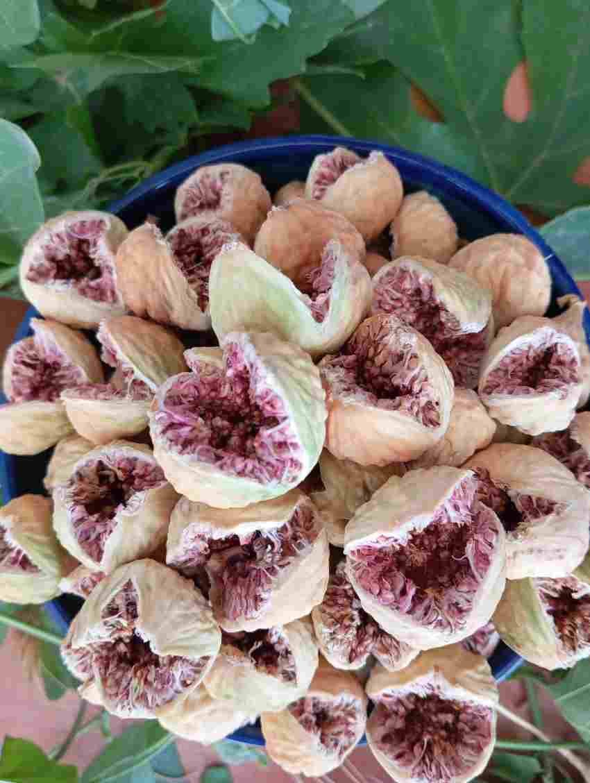 انجیر خشک استهبان غنچه صادراتی