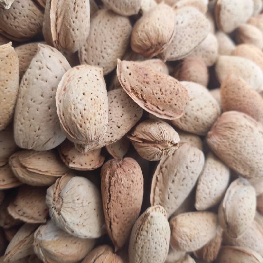 خرید عمده بادام سنگی با پوست