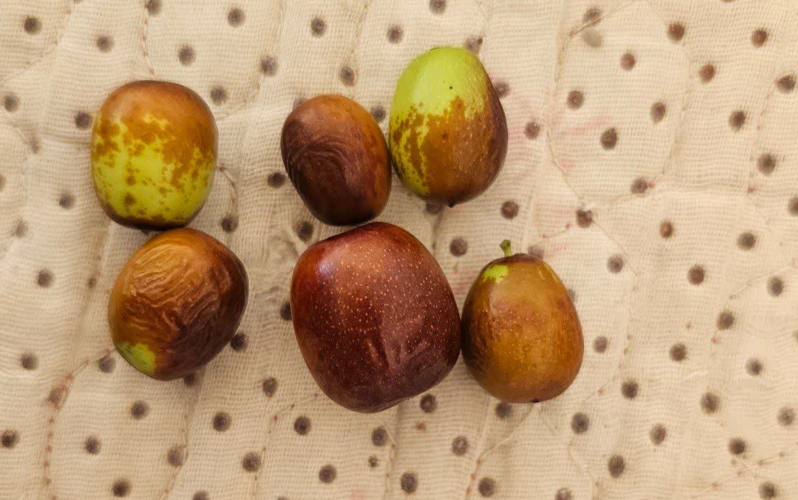 میوه دلنشین استان خراسان جنوبی بیرجند