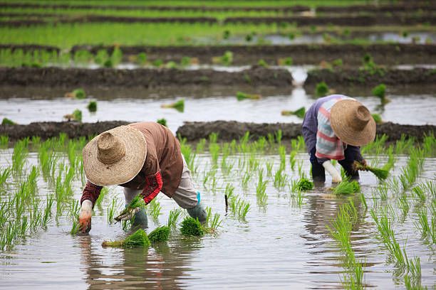 تصویر 1 از برنج مرغوب گیلانی با کیفیت عالی و قیمت مناسب