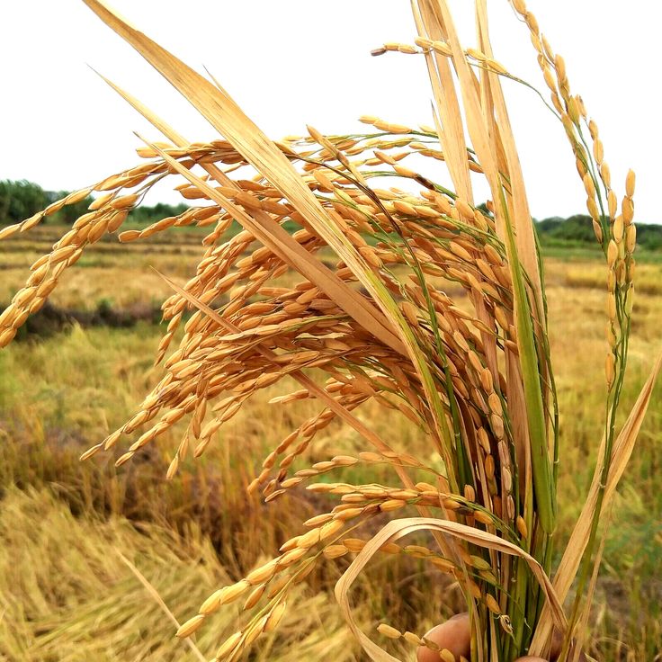 تصویر 2 از برنج مرغوب گیلانی با کیفیت عالی و قیمت مناسب