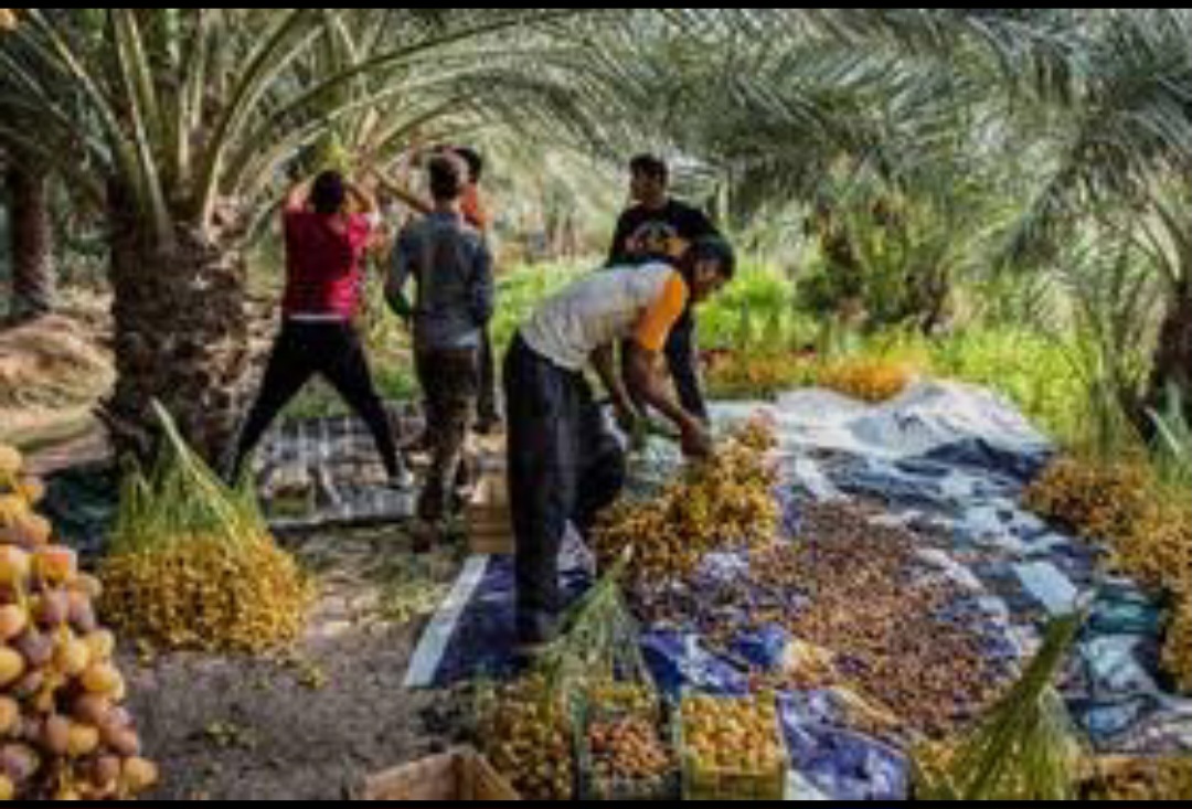 تصویر 1 از خرما مضافتی دهکده آماده مصرف میان وعده