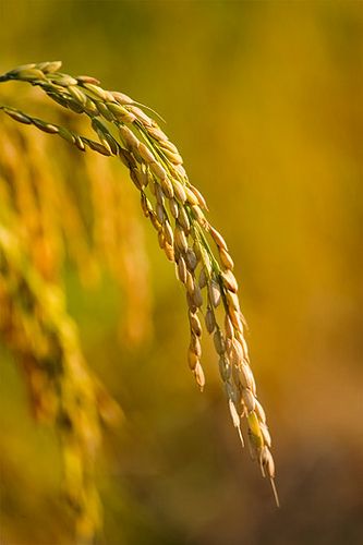 تصویر 2 از قیمت خرید برنج مرغوب گیلانی با کیفیت عالی