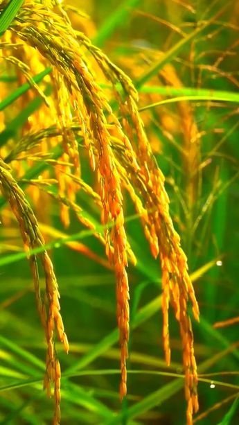 تصویر 1 از قیمت خرید برنج مرغوب گیلانی با کیفیت عالی