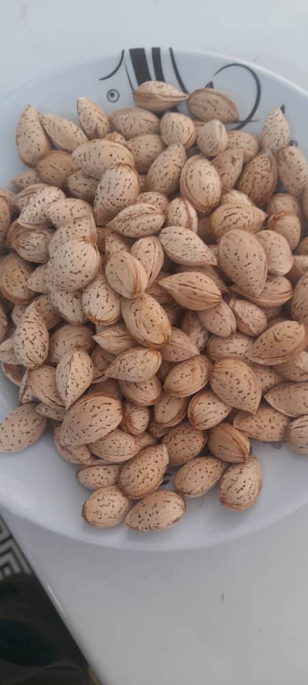 فروش بادام سنگی فارس + قیمت استثنایی