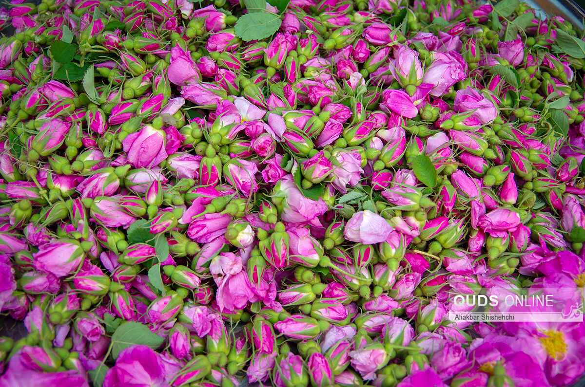 خرید عمده غنچه خشک گل محمدی همراه با قیمت