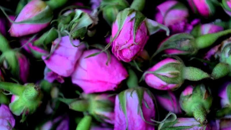 خرید عمده غنچه خشک گل محمدی لاله زار کرمان با شرکت فولاد گل