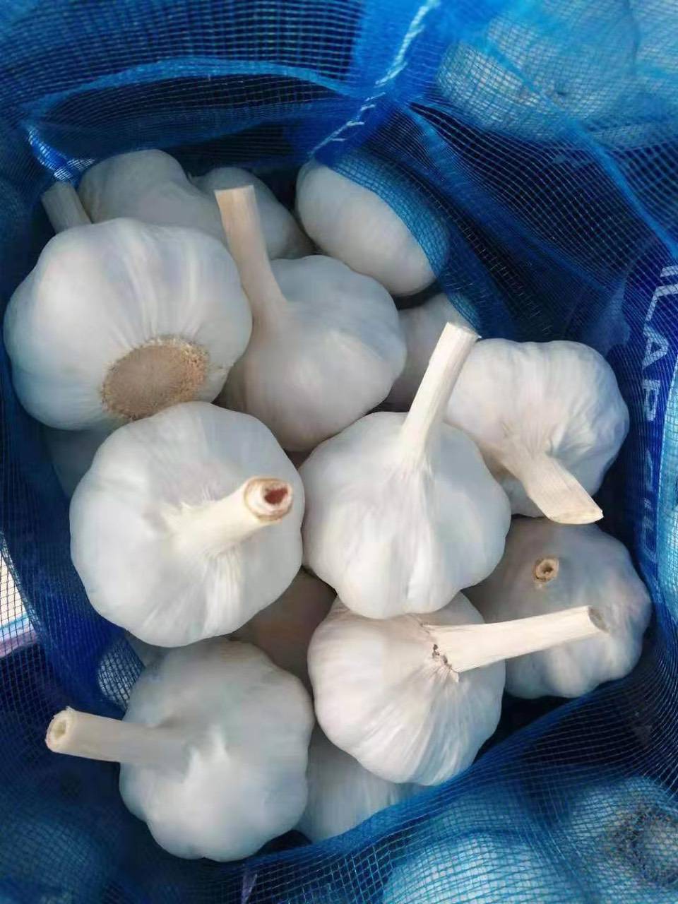 فروش عمده سیر سفید شیرازی