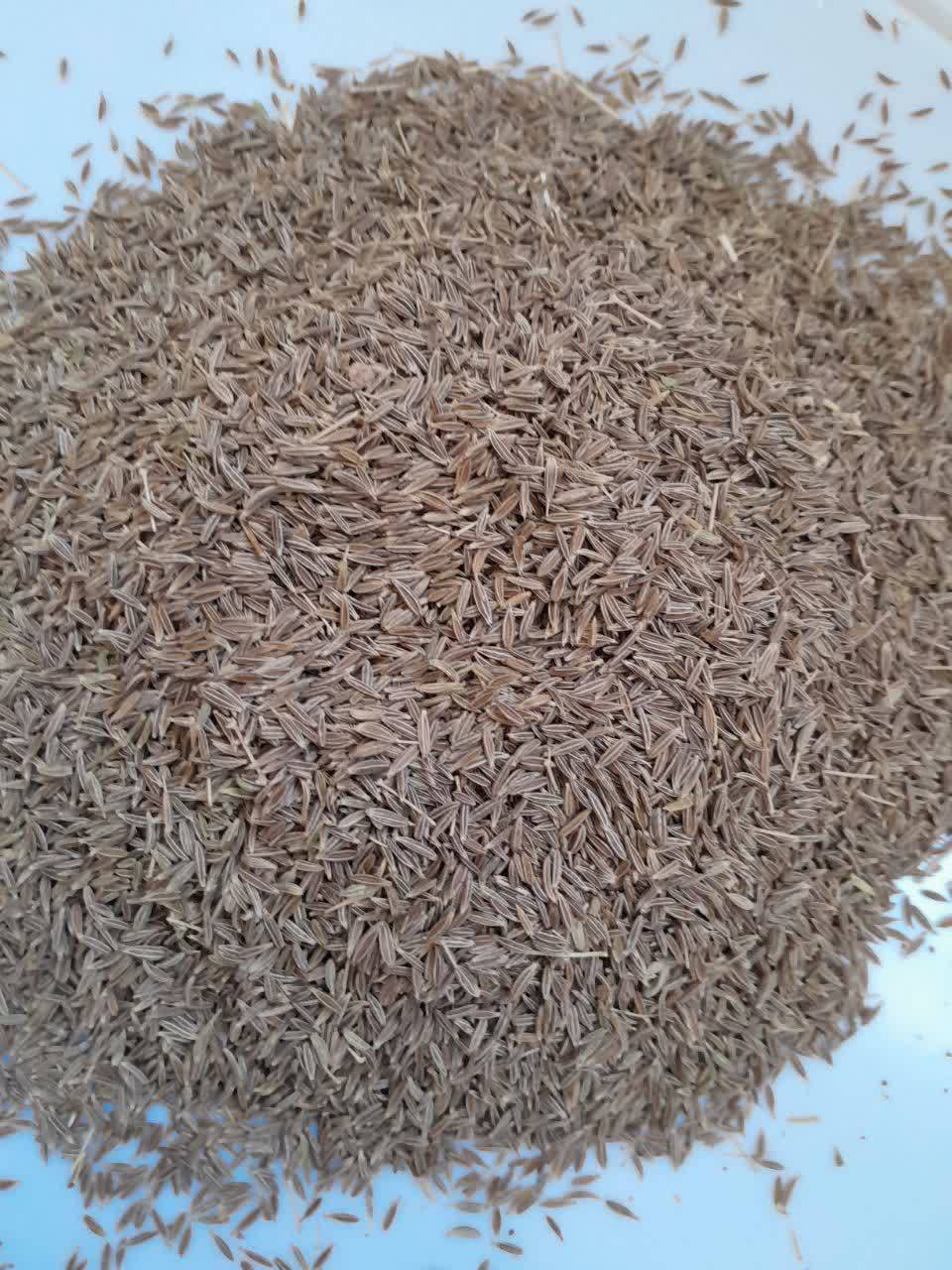 زیره سبز کاشت امسال + فروش ویژه