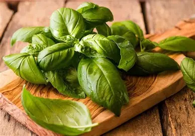 ریحان خشک معطر + ادویه و گیاه دارویی صادراتی