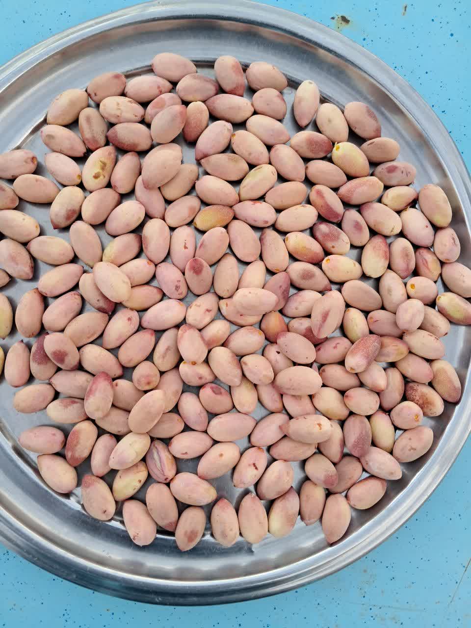 قیمت عمده پسته مرغوب برگز