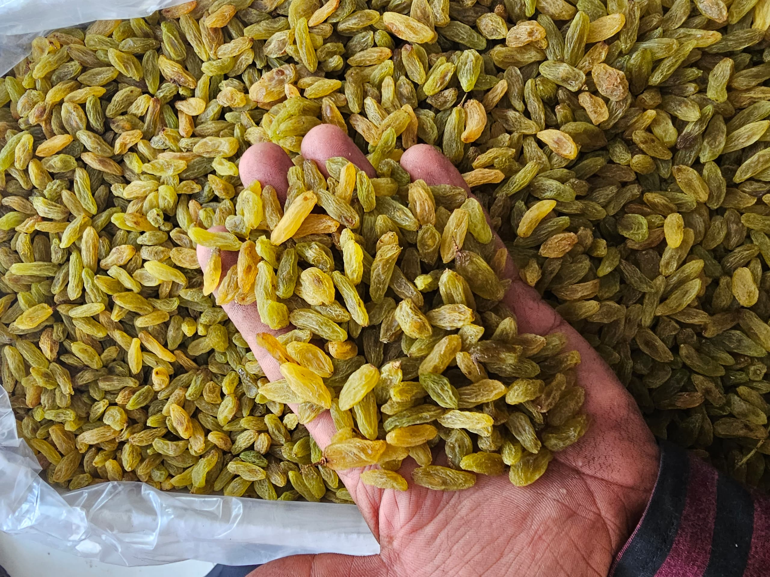 کشمش سبز قلمی کاشمر + خرید