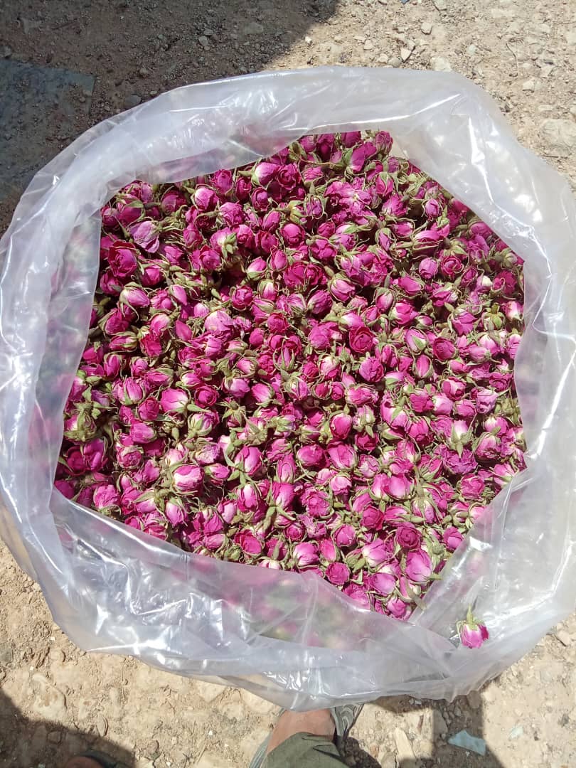عرضه ویژه غنچه گل محمدی، قیمت نهایی