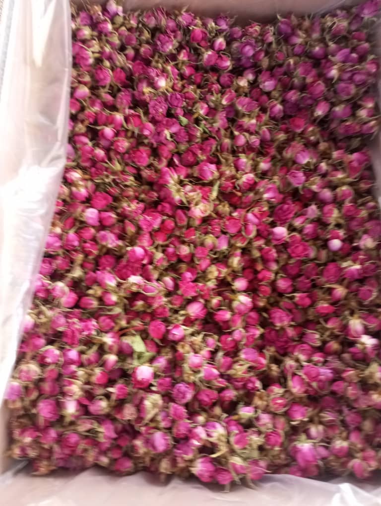 قیمت امروز + تحویل سریع، غنچه گل محمدی