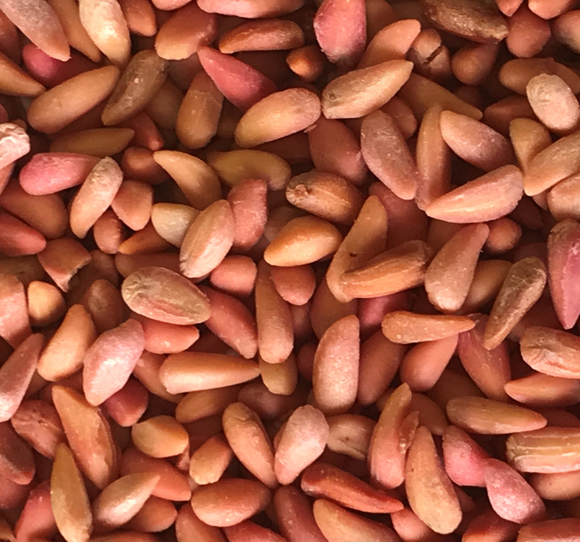 خرید و فروش هسته انار خشک شده خوراک دام + ارزان