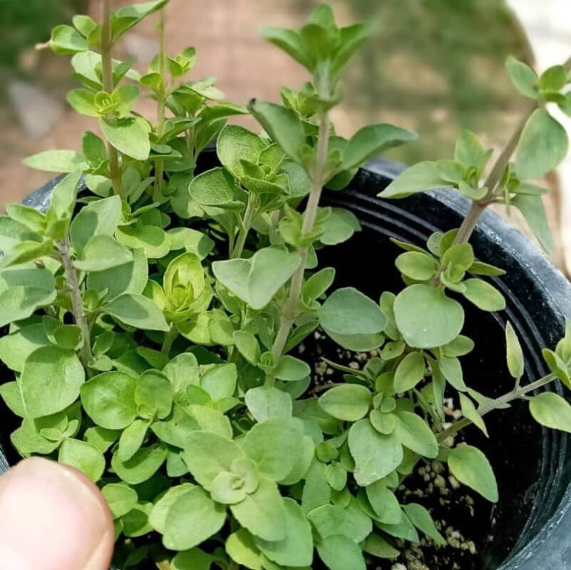 خرید آویشن معروف معطر بی‌ نظیر شیرازی + قیمت عمده
