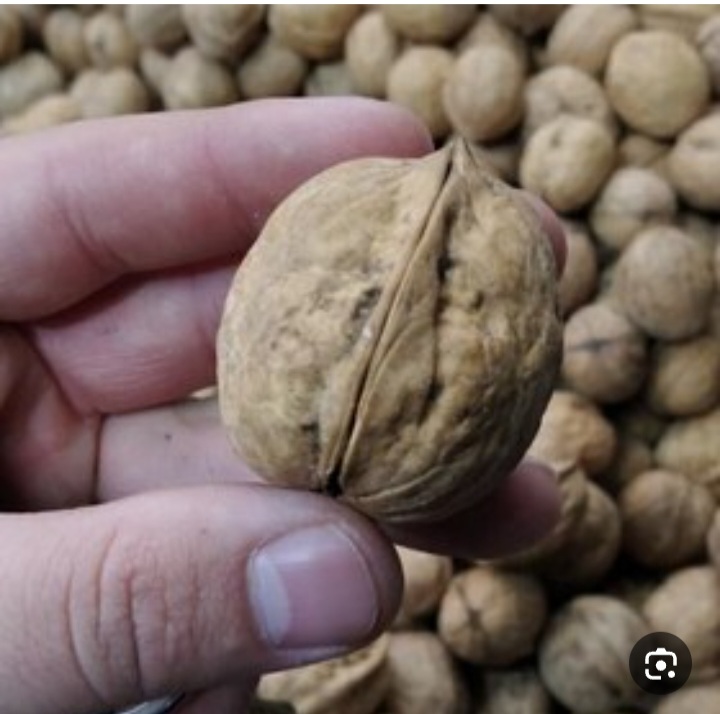 فروش گردوی درختی + خرید عمده با طرح جدید سود آور