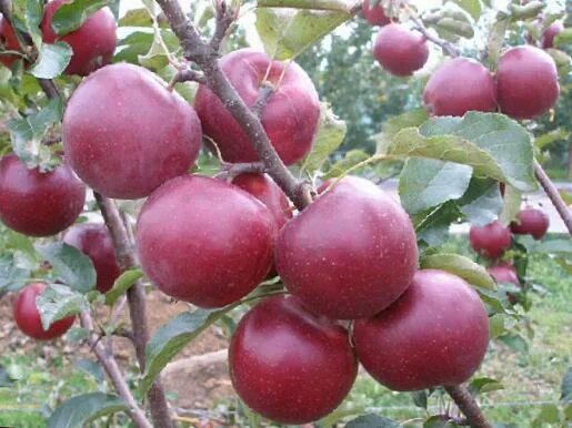 خرید سیب قرمز باغ شهر ایران