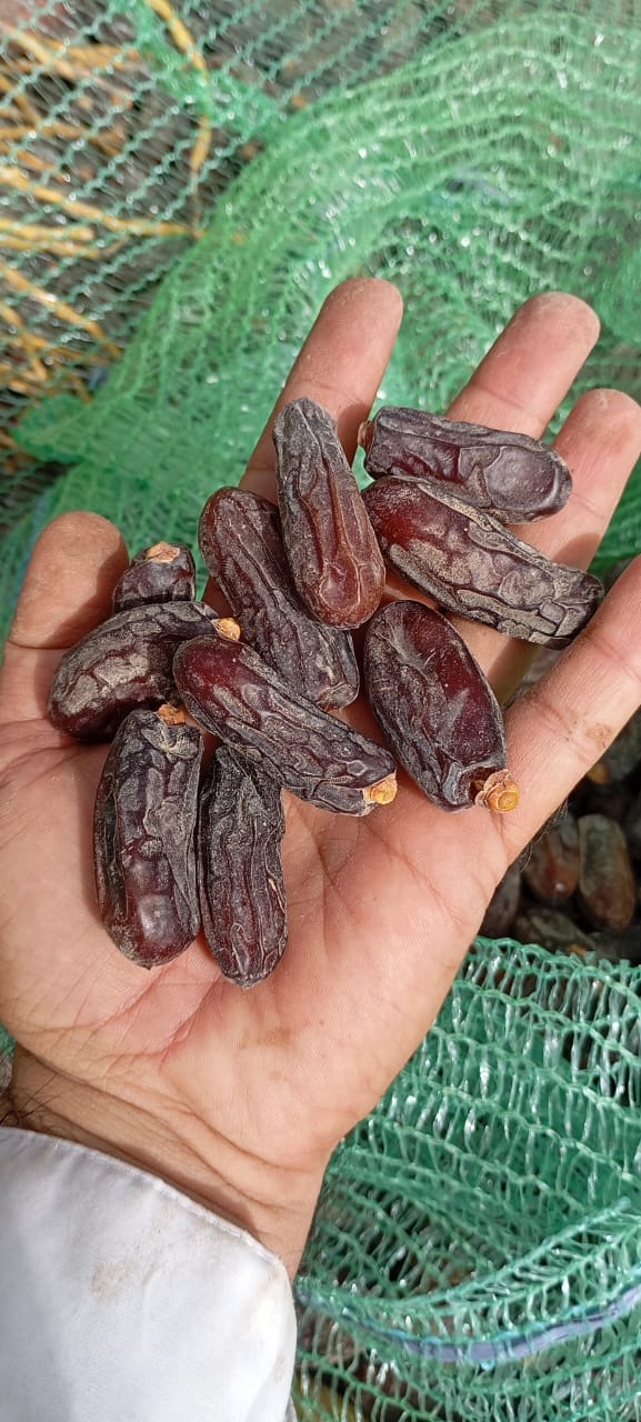 خرید و قیمت عمده خرما ربی + فروش عمده