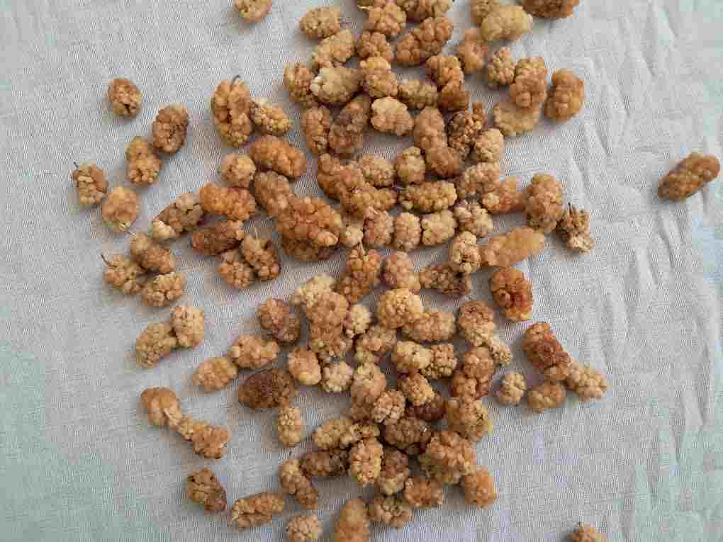 توت خشک سفید شیرین + فروش عمده