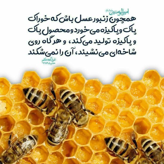 خرید نقدی عسل کندو + تخفیف ویژه