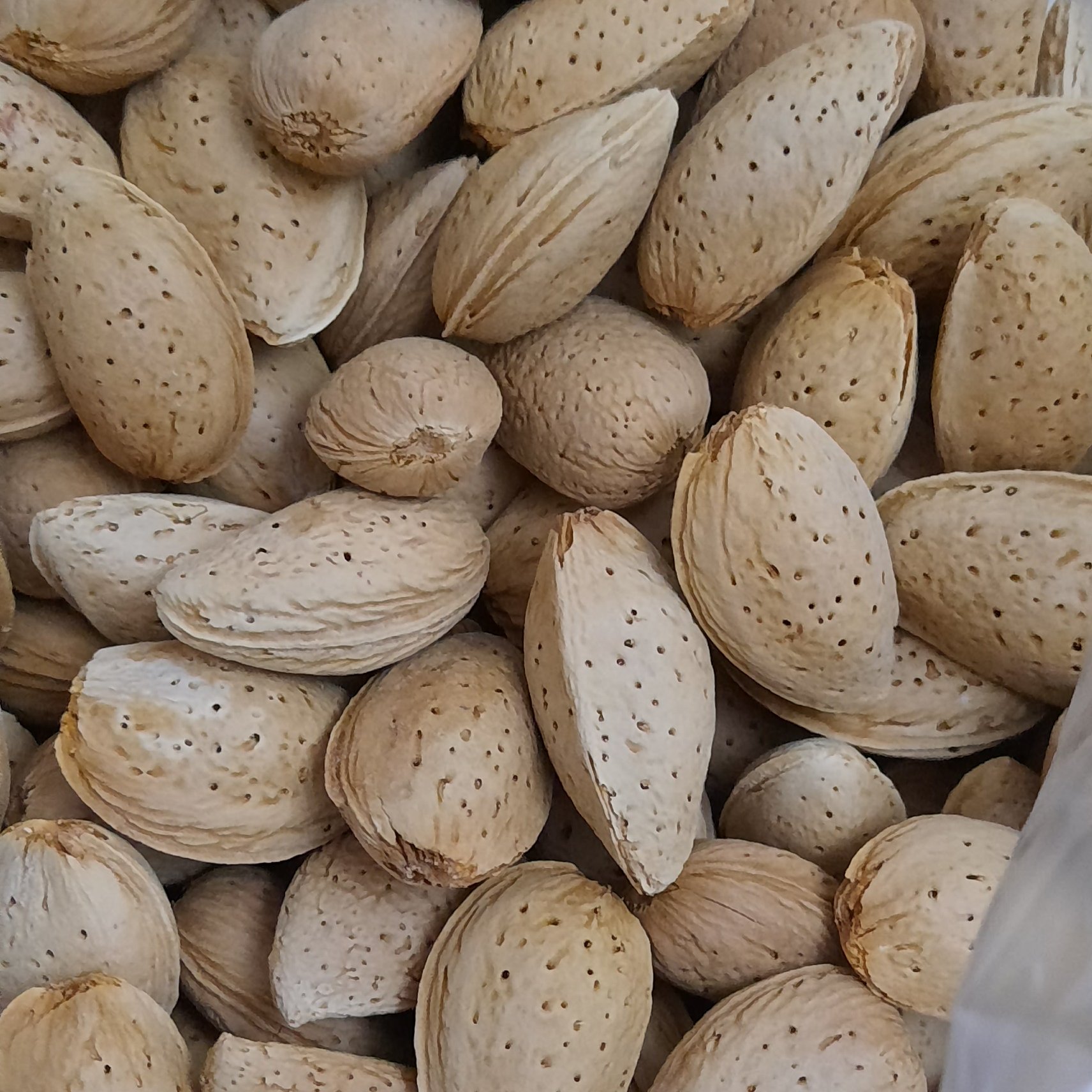 خرید و فروش بادام سنگی ایرانی درجه 1 + فروش عمده